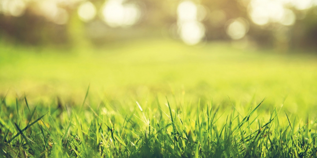 Don’t Let Grass Allergies Get You Down | TrustCare