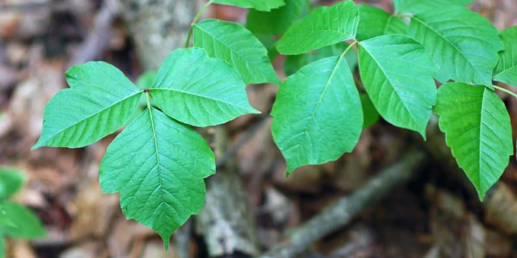 Poison ivy is more dangerous than ever, because 2020