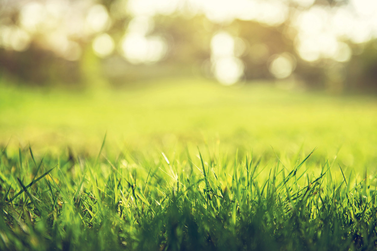 TrustCare | Don’t Let Grass Allergies Get You Down